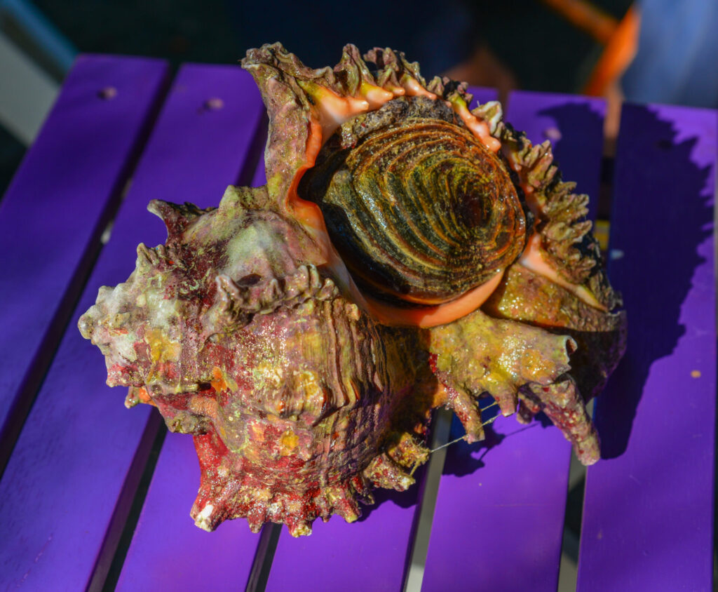 Fresh,Tyrian,Purple,Snails,On,Table.,Close,Up.