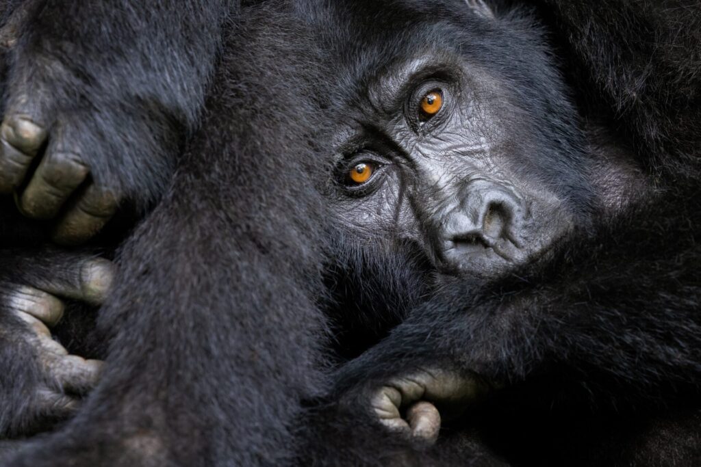 Closeup,Of,A,Family,Group,Of,Mountain,Gorillas,,Gorilla,Beringei