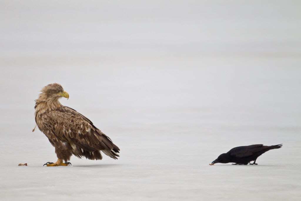 White tailed,Eagle,And,Carrion,Crow