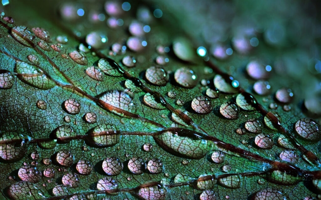 Macro,Photography,Of,A,Leaf,With,Water,Droplets.