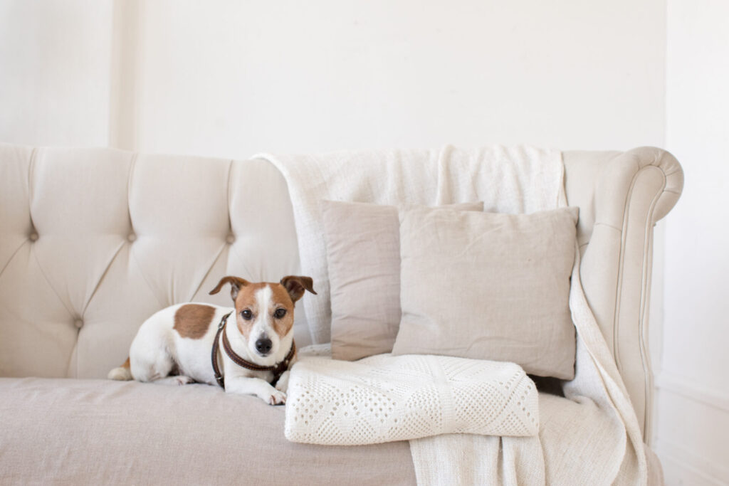 Dog,Jack,Russell,Terrier,Sits,On,The,Couch,And,Looks