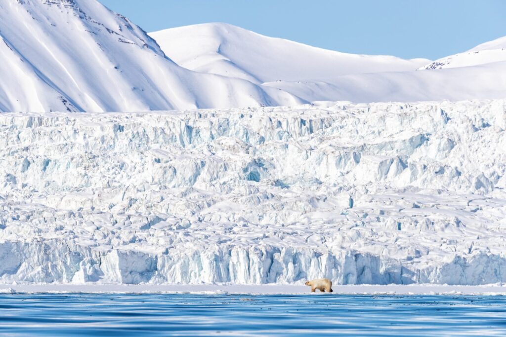 Polar,Bear,Walks,Against,A,Backdrop,Of,Snowy,Mountains,,Along