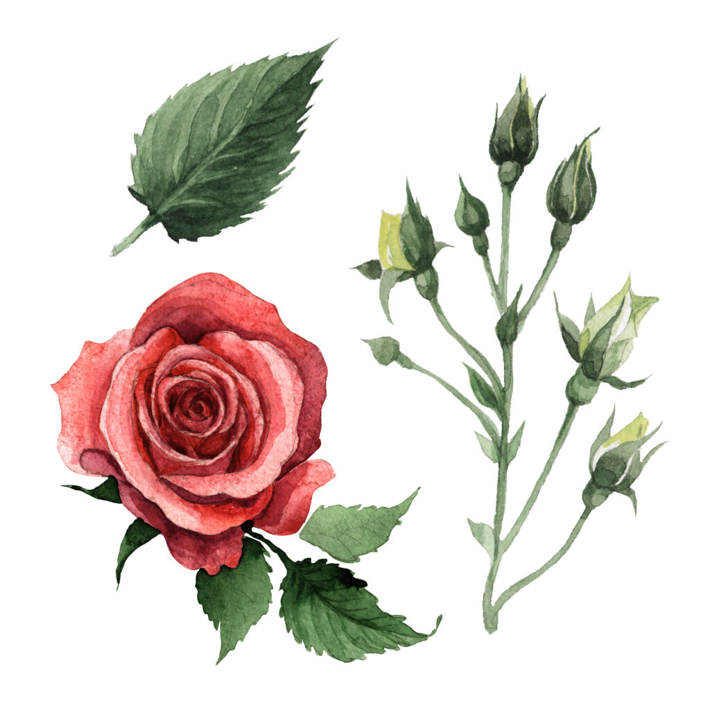 Wildflower,Rose,Flower,In,A,Watercolor,Style,Isolated.,Full,Name