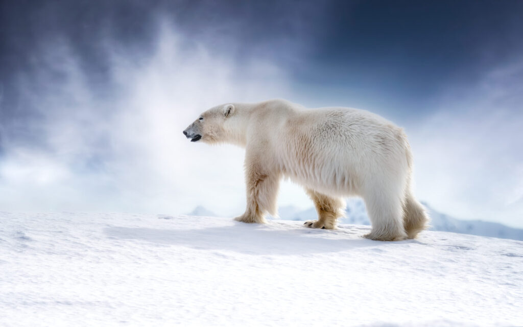 Beautiful,Adult,Male,Polar,Bear,,Ursus,Maritimus,,Walking,Across,The