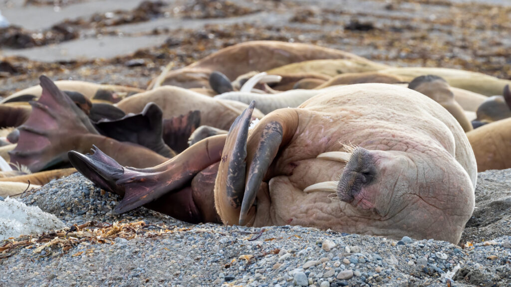 An,Ugly,Of,Walruses,,Odobenus,Rosmarus,,Resting,On,A,Pebble