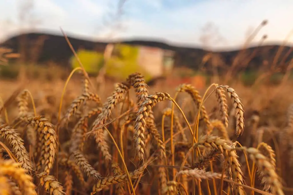 wheat ready to be harvested