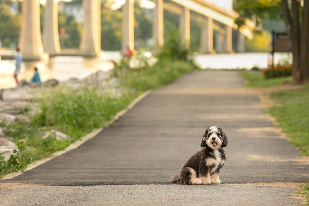 Mini,Berne,Doodle,Puppy,At,Golden,Hour,With,People,Fishing