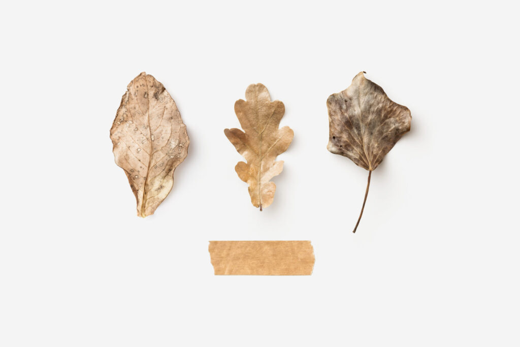 Minimalist,Conceptual,Autumn,/,Fall,Background,With,Three,Different,Leaves
