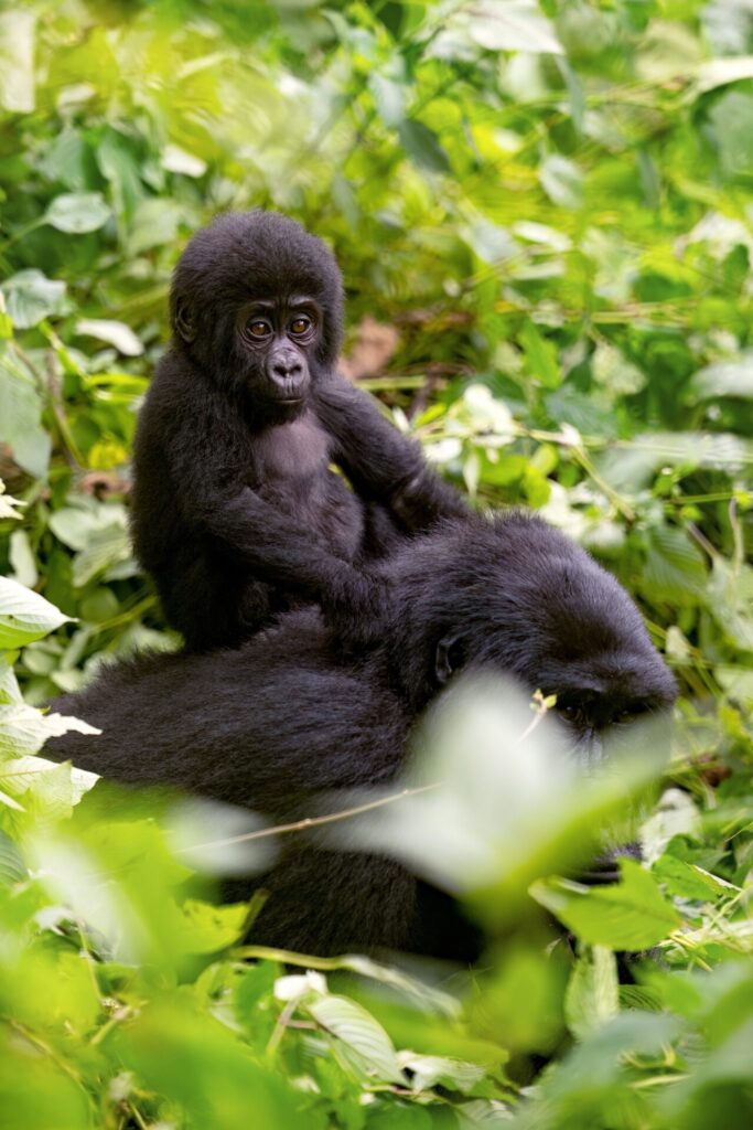 Baby,Gorilla,,Gorilla,Berengei,Berengei,,On,The,Back,Of,His