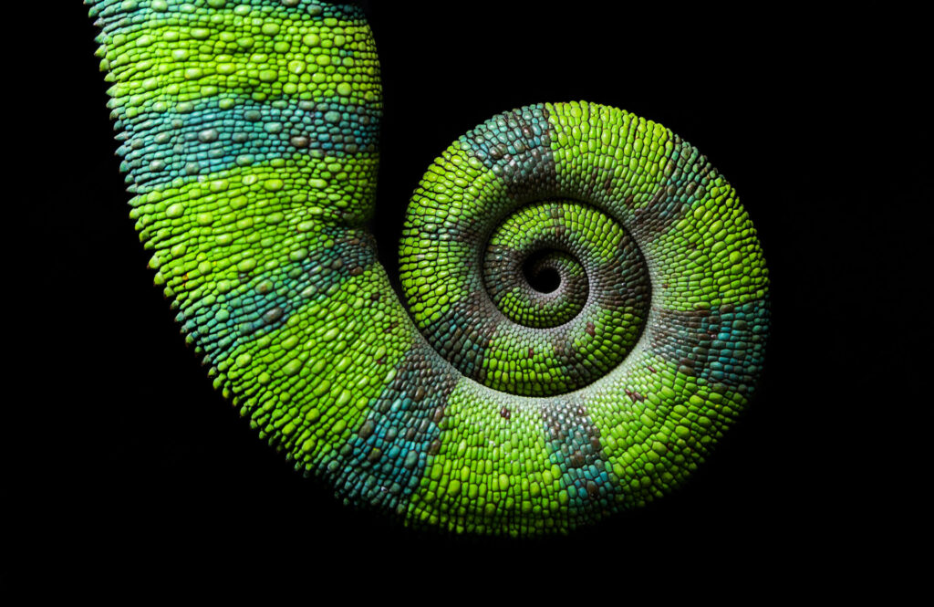 Chameleon,Spiral,Tail,On,Black,Background,,Furcifer,Pardalis,Ambilobe,