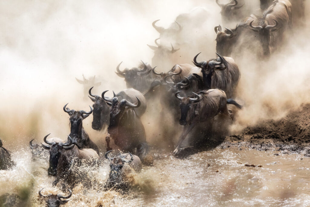 Wildebeest,Crossing,The,Mara,River,During,The,Annual,Great,Migration.