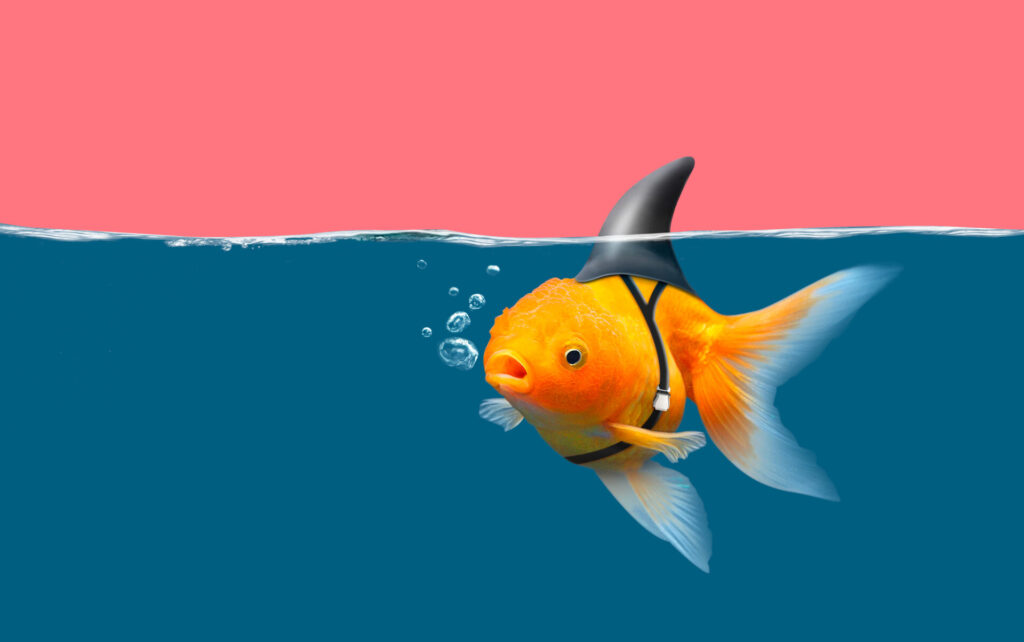 Goldfish,With,Shark,Fin,Swim,In,Blue,Water,And,Pink