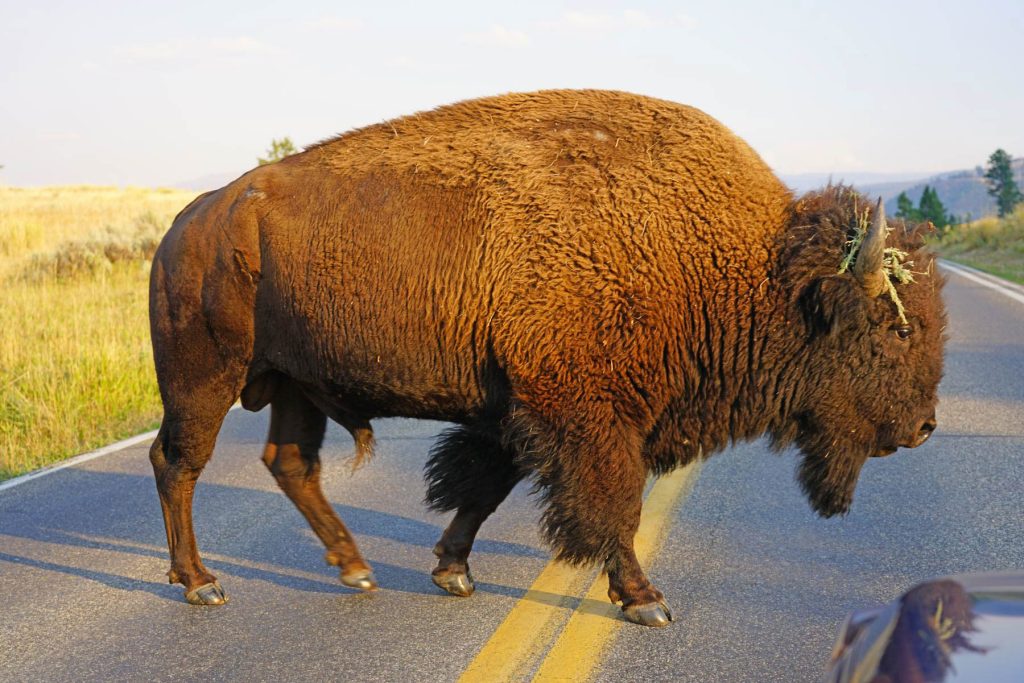 shutterstock 1223012827