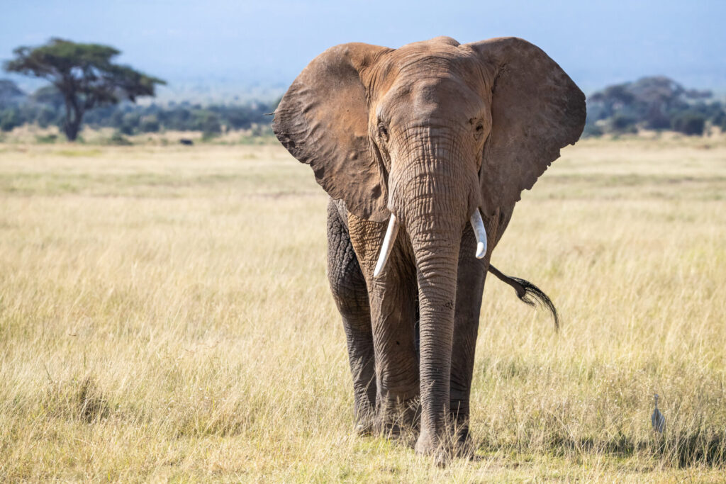 Bull,Elephant,,Loxodonta,Africana,,In,The,Grasslands,Of,Amboseli,National